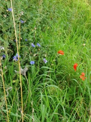 What have you done in the garden today? Part 3