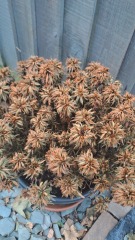 Sun scorched plants beyond saving?