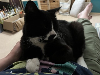 A thread for older cats 10+