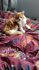 Please can I see your orange cats?