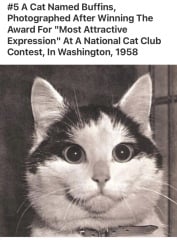 Further Adventures of the Excellent Cats
