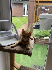 Please can I see your orange cats?