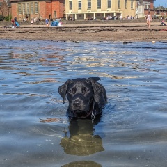 Puppy survival thread part 2