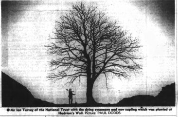 Sycamore Gap - tree has been felled!