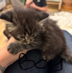 Oh god ....do I get the kitten ?