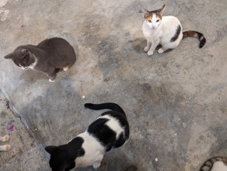 Further Adventures of the Excellent Cats