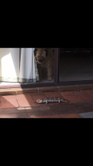 Please tell me about your Border Terriers