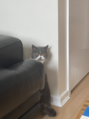 Potential new inmate at Toddler Towers.