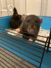 I've taken rescue rats and can't stand the smell