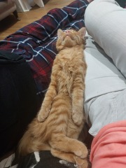 Please can I see your orange cats?