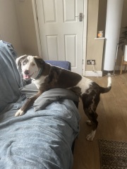 Who wants to play another round of guess what my foster dog is?