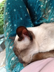 A thread for older cats 10+