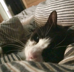 Cat pics to distract me