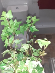 Why isnt my ivy growing?