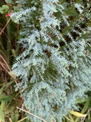 Evergreen tree IDs please!