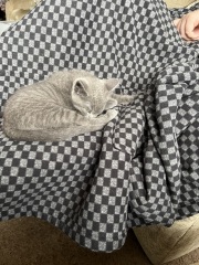 New kitten arrived