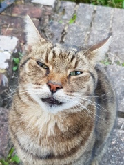 Thug cat part 5 - For he will not do destruction, if he is well-fed, neither will he spit without provocation.