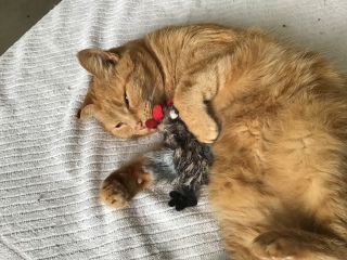 Please can I see your orange cats?