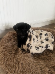 Full pug?