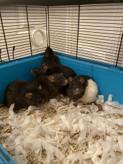 I've taken rescue rats and can't stand the smell