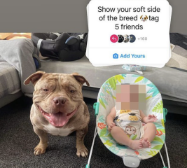 Bull breeds 'Nanny Dog' myth