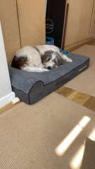 Orthopedic dog bed