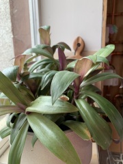 House plant ID