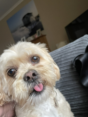 To start a positive dog thread