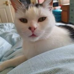 A thread for older cats 10+