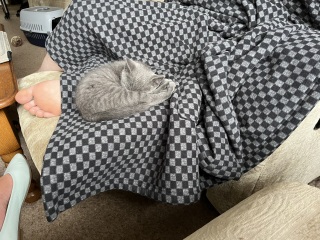 New kitten arrived