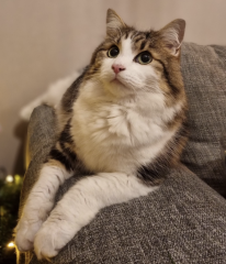 Cat sitter bringing her grandchild