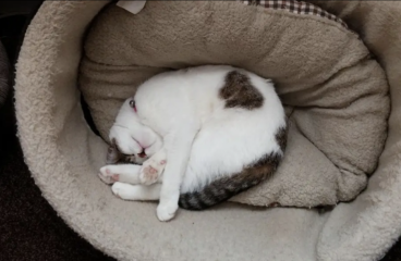 Dog just killed my cat