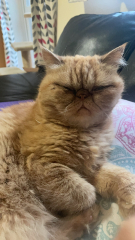 Do your cats demand to picked up and cuddled?