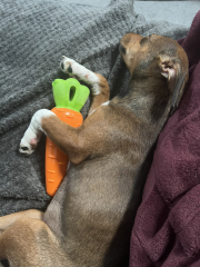 New puppy