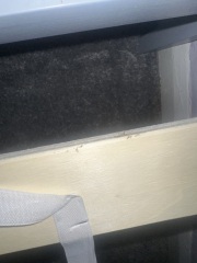 Bedbugs