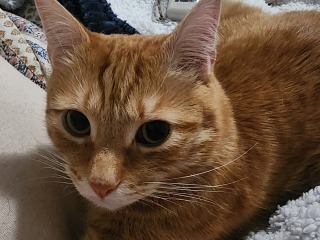 Please can I see your orange cats?