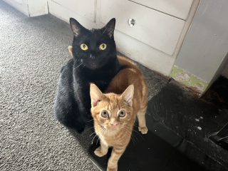 Please can I see your orange cats?