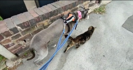 Dog just killed my cat