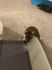 I've taken rescue rats and can't stand the smell