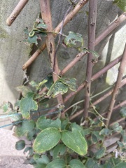 Why isn’t my clematis thriving? (Pictures!)