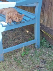 Please can I see your orange cats?