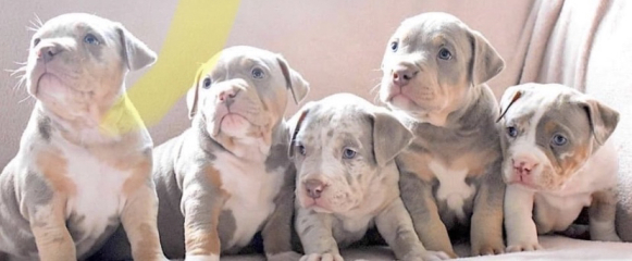 American Bully XL to be banned by end of year