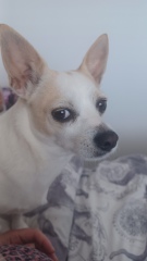To start a positive dog thread
