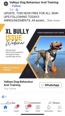 American Bully XL to be banned by end of year