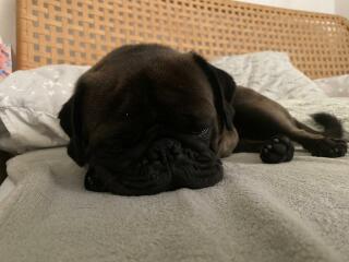 Any dog lovers here?