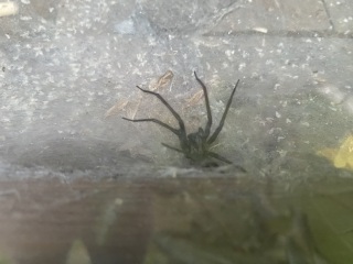 Thread 9 - TalkLair: “Russell's teapot goes on being round”