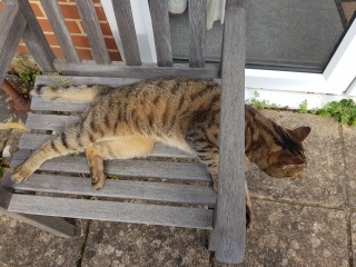 Thug cat part 5 - For he will not do destruction, if he is well-fed, neither will he spit without provocation.
