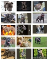 What is going to happen to all the litters of xl bully puppies?