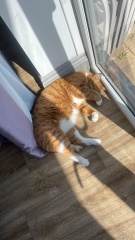 Please can I see your orange cats?