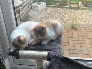 I wasn't expecting kittens to beg!